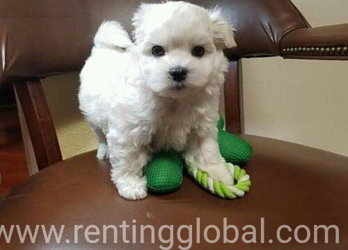 www.rentingglobal.com, renting, global, Colorado Springs, CO, USA, Maltese puppies