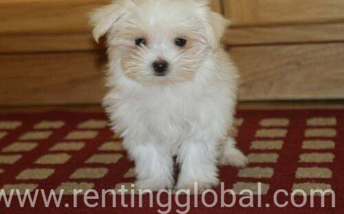 www.rentingglobal.com, renting, global, Colorado Springs, CO, USA, Maltese puppies