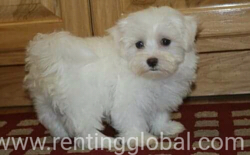 www.rentingglobal.com, renting, global, Colorado, USA, Maltese puppies