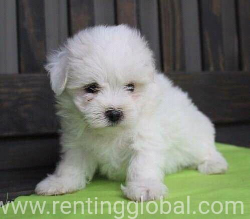 www.rentingglobal.com, renting, global, Colorado, USA, Maltese puppies