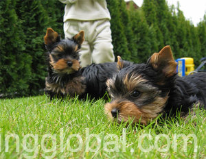 www.rentingglobal.com, renting, global, Kuala Lumpur, Federal Territory of Kuala Lumpur, Malaysia, contact, Christmas male and female Yorkshire Terrier puppies ready
