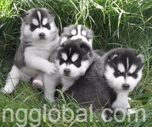www.rentingglobal.com, renting, global, Vienna, Austria, seeling, Siberian Husky Christmas puppies ready for sale now 