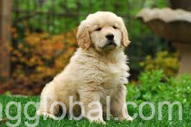 www.rentingglobal.com, renting, global, Uvalde, TX 78801, USA, The Golden retriever puppy for offer