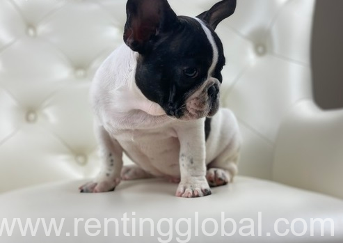 www.rentingglobal.com, renting, global, Little Rock, AR, USA, POTTY TRAINED FRENCH BULLDOG PUPPIES READY FOR ADOPTION
