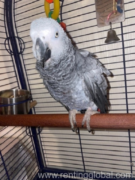 www.rentingglobal.com, renting, global, Houston, TX, USA, &24 AFRICAN GREY PARROTS READY FOR A NEW HOME 