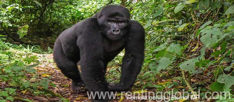 www.rentingglobal.com, renting, global, Kampala Road, Kampala, Uganda, air ticketing,hotelbooking,dubai visa, Flight tickets for sale, Dubai and China Visas  +256 756200001 Book Safaris, custom tour packages 