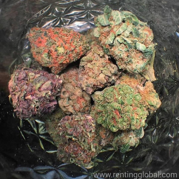 www.rentingglobal.com, renting, global, California, USA, buy, Weed