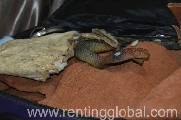 www.rentingglobal.com, renting, global, Johannesburg, South Africa, BRING BACK LOST LOVE SPELLS, SPIRITUAL HEALER /Voodoo Spells Caster +27672740459 FAST EFFECTIVE DEATH REVENGE SPELLS.