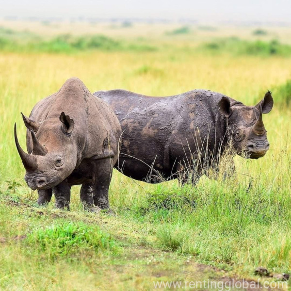 www.rentingglobal.com, renting, global, UMA show Grounds, Lugogo By-Pass, Kampala, Uganda, #ugandasafaris#kenyaholiday#toursrwanda#gorillatrekkingtours#africasafaris#africaholiday#masaimaratour#bwindiimpenetrablenationalpark, 3 days murchision falls national park safari