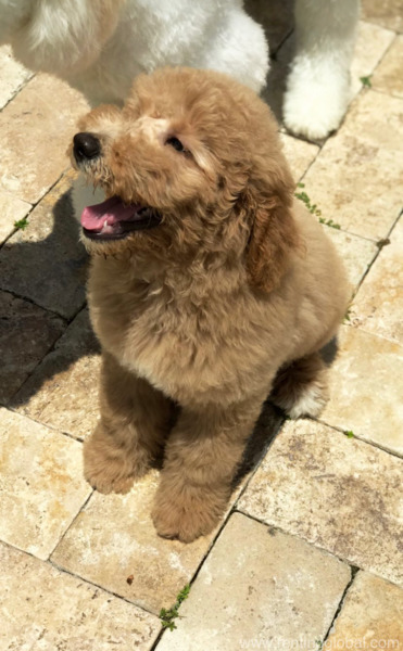 www.rentingglobal.com, renting, global, 3611 N St, Vancouver, WA 98663, USA, Do you like this pets
