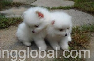 www.rentingglobal.com, renting, global, Texarkana, TX, USA, Pomeranian Puppies