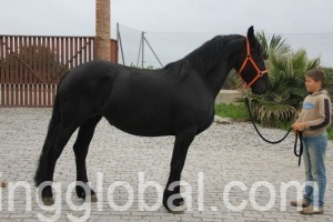 www.rentingglobal.com, renting, global, California, USA, Beautiful Friesian Horses For Adoption