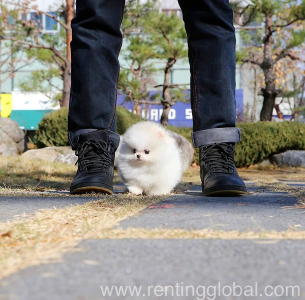 www.rentingglobal.com, renting, global, Los Angeles, CA, USA, teacup pomeranian puppy male, Cute purebred white teacup Pomeranian puppy male 