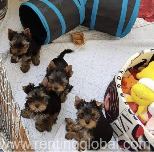 www.rentingglobal.com, renting, global, Bakersfield, CA, USA, Teacup Yorkie Text /call (330) 910 0534