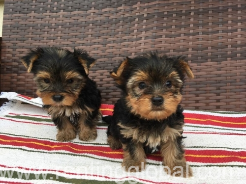 www.rentingglobal.com, renting, global, New York, NY, USA, 2 Marvelous Yorkie Puppies Text /call (330) 910 0534
