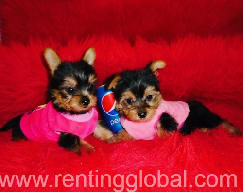 www.rentingglobal.com, renting, global, Philadelphia, PA, USA, Tea-cup Yorkie s for sale Text /call (330) 910 0534