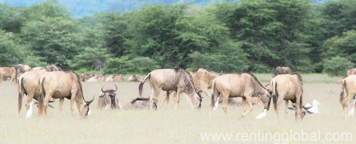 www.rentingglobal.com, renting, global, Onsea Moivaro Rd, Arusha, Tanzania, east africa safari packages, Tanzania Safari 