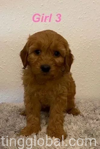 www.rentingglobal.com, renting, global, Quebec City, QC, Canada, puppies, Stunning Toy poodle puppies available
