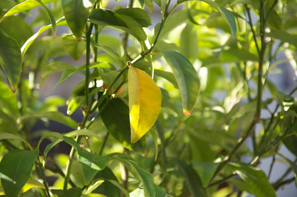 Citrus Plant with Yellowing Leaves - Needs Nutrient and Care Attention