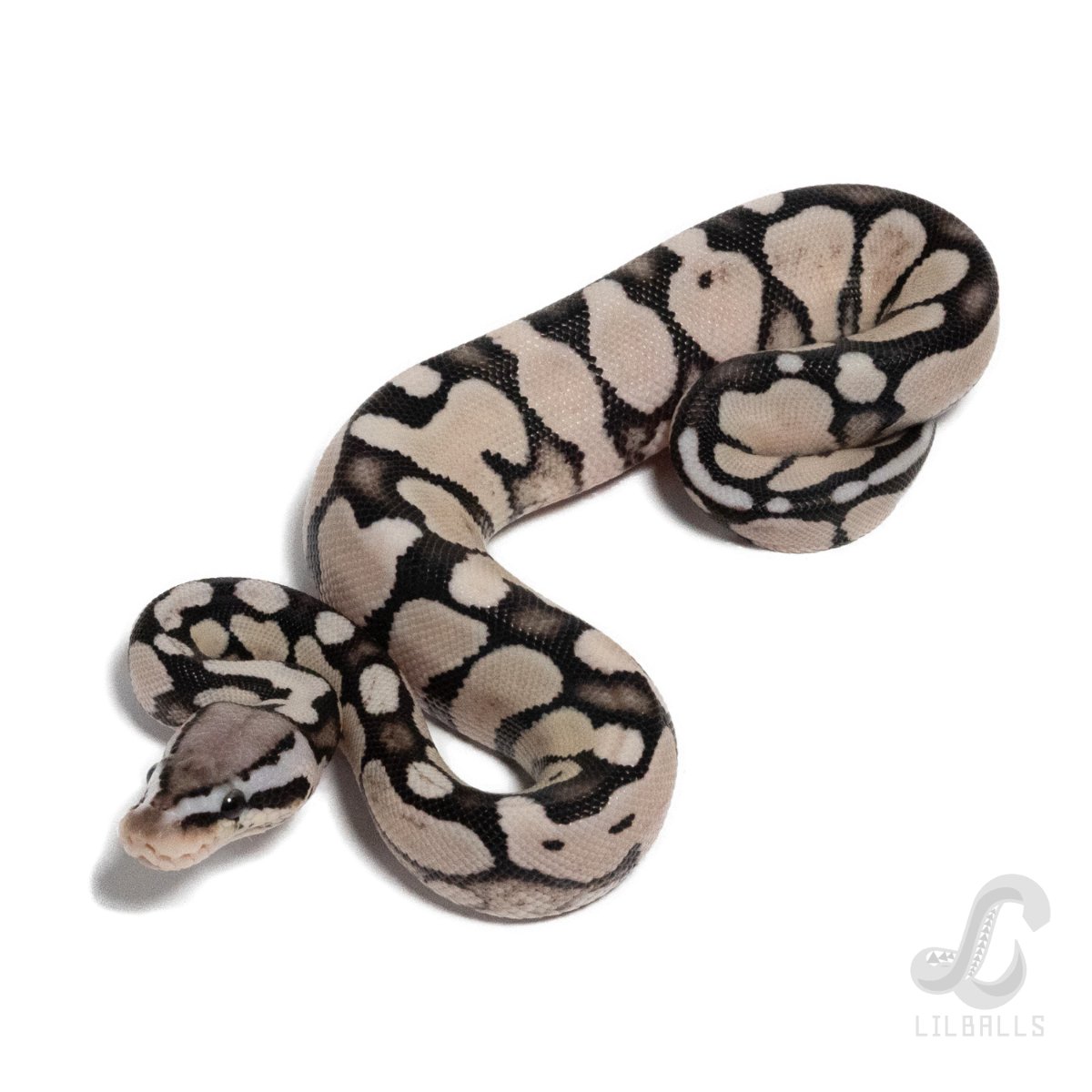 パステル TSK アザンティック デザートゴースト