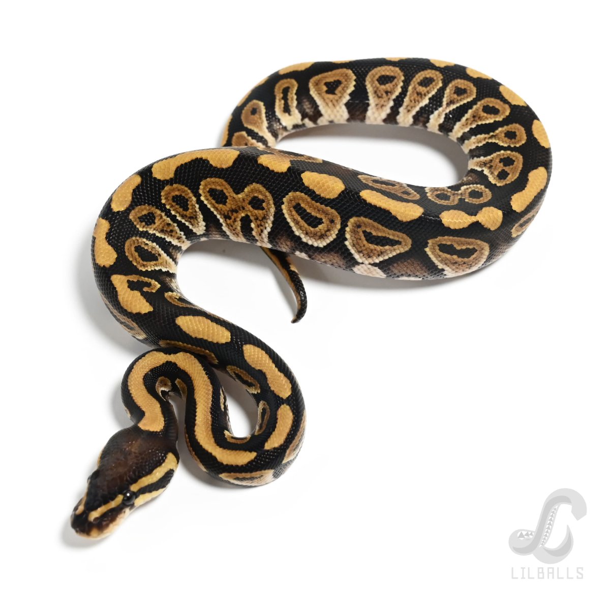 ミスティック ヘテロ クラウン