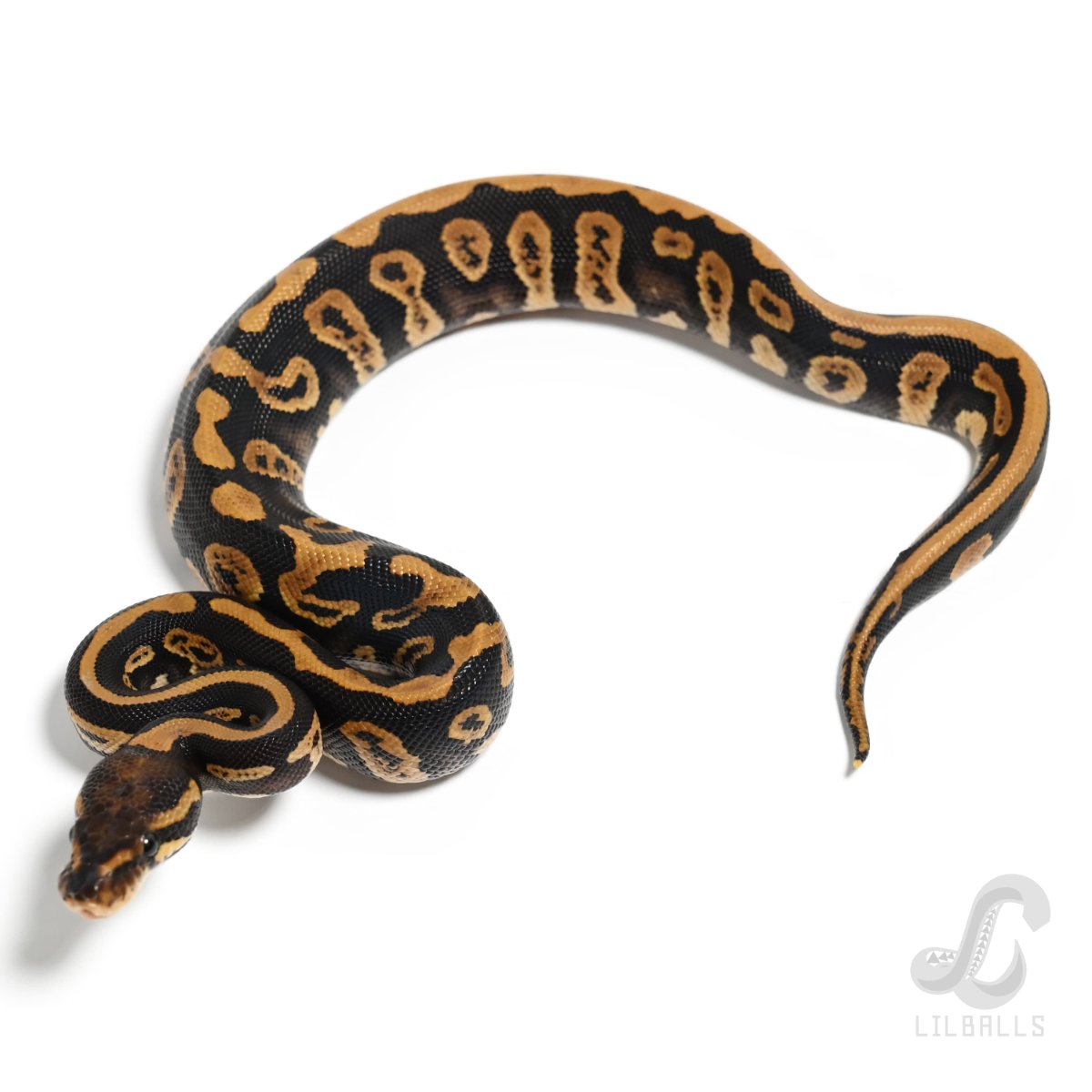 コンフュージョン ミスティック ヘテロ クラウン