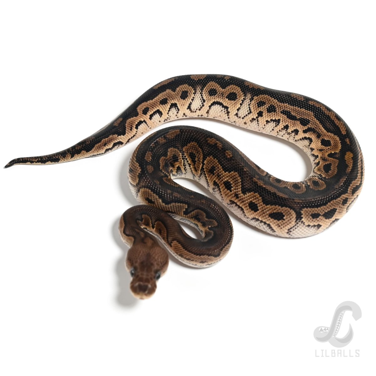 シナモン クラウン