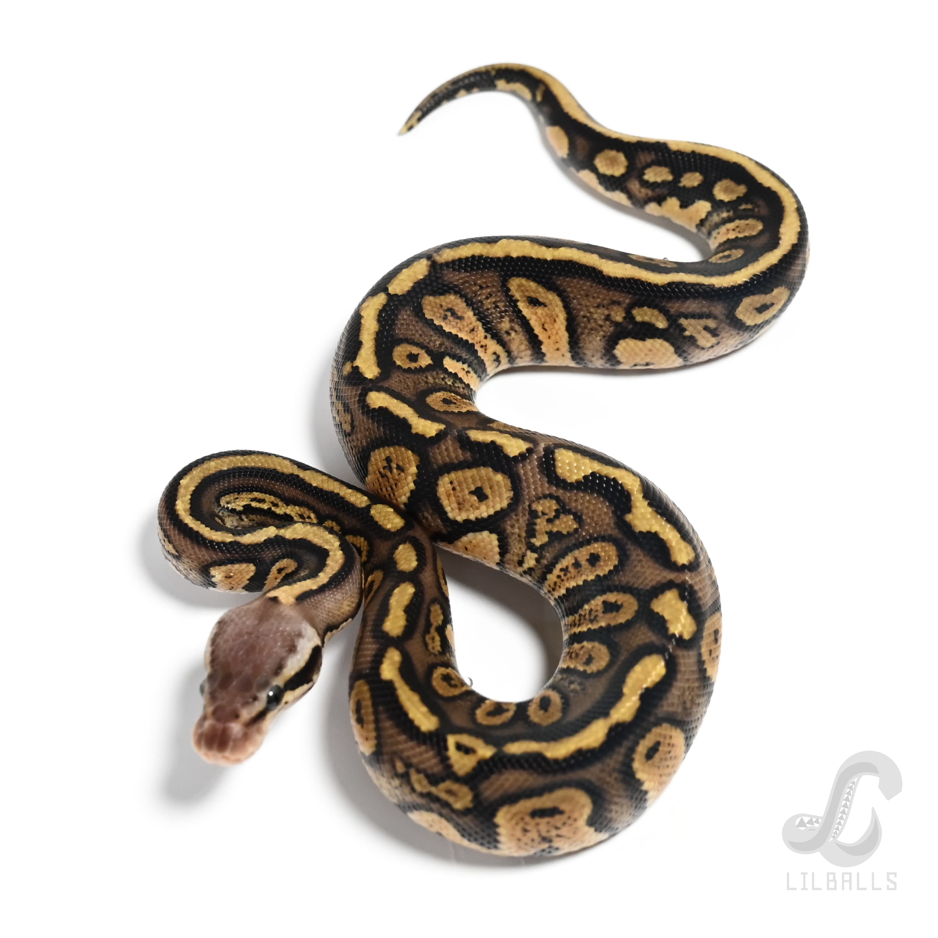 テストshowMarketフラグ