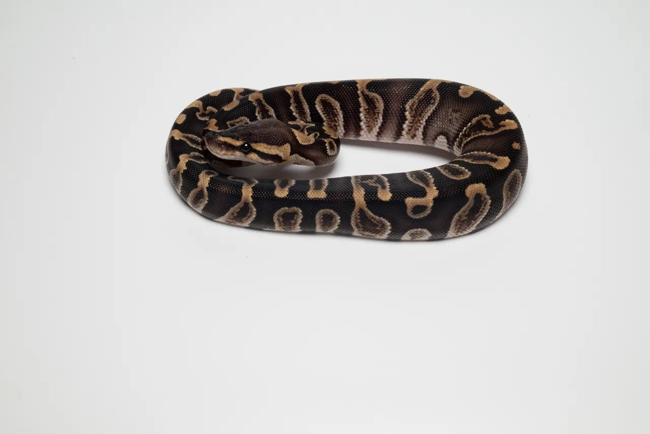 GHI Het デザートゴースト 66% Het クラウン