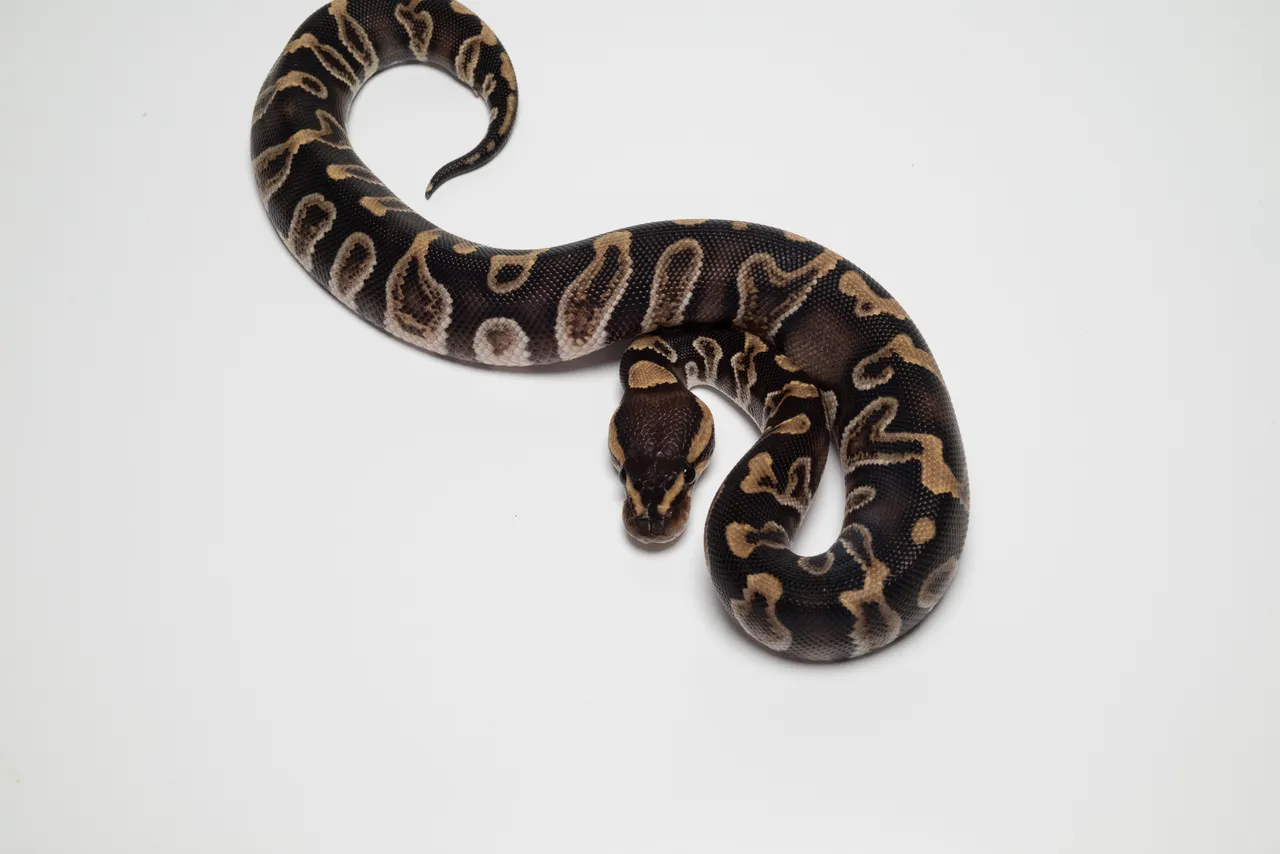 GHI Het デザートゴースト 66% Het クラウン