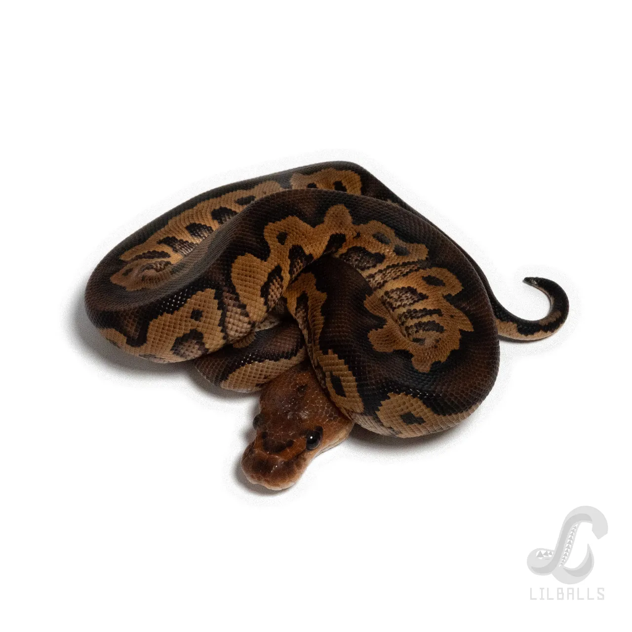 ウーキー イエローベリー クラウン