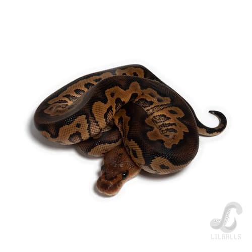 ウーキー イエローベリー クラウン