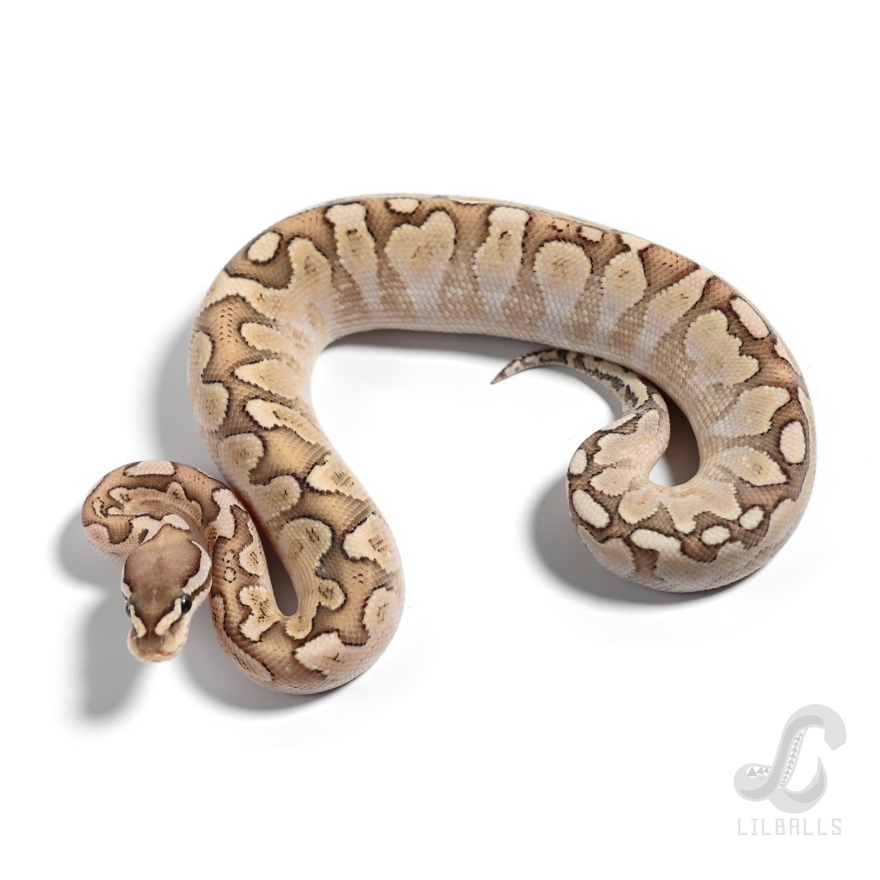 バンブー ハリケーン イエローベリー Het クラウン