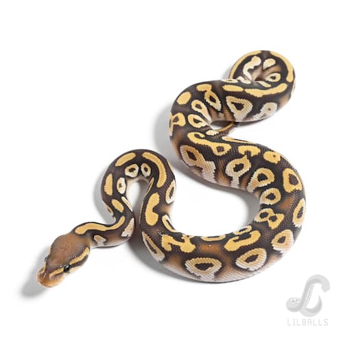 モハベ オレンジドリーム ゴースト