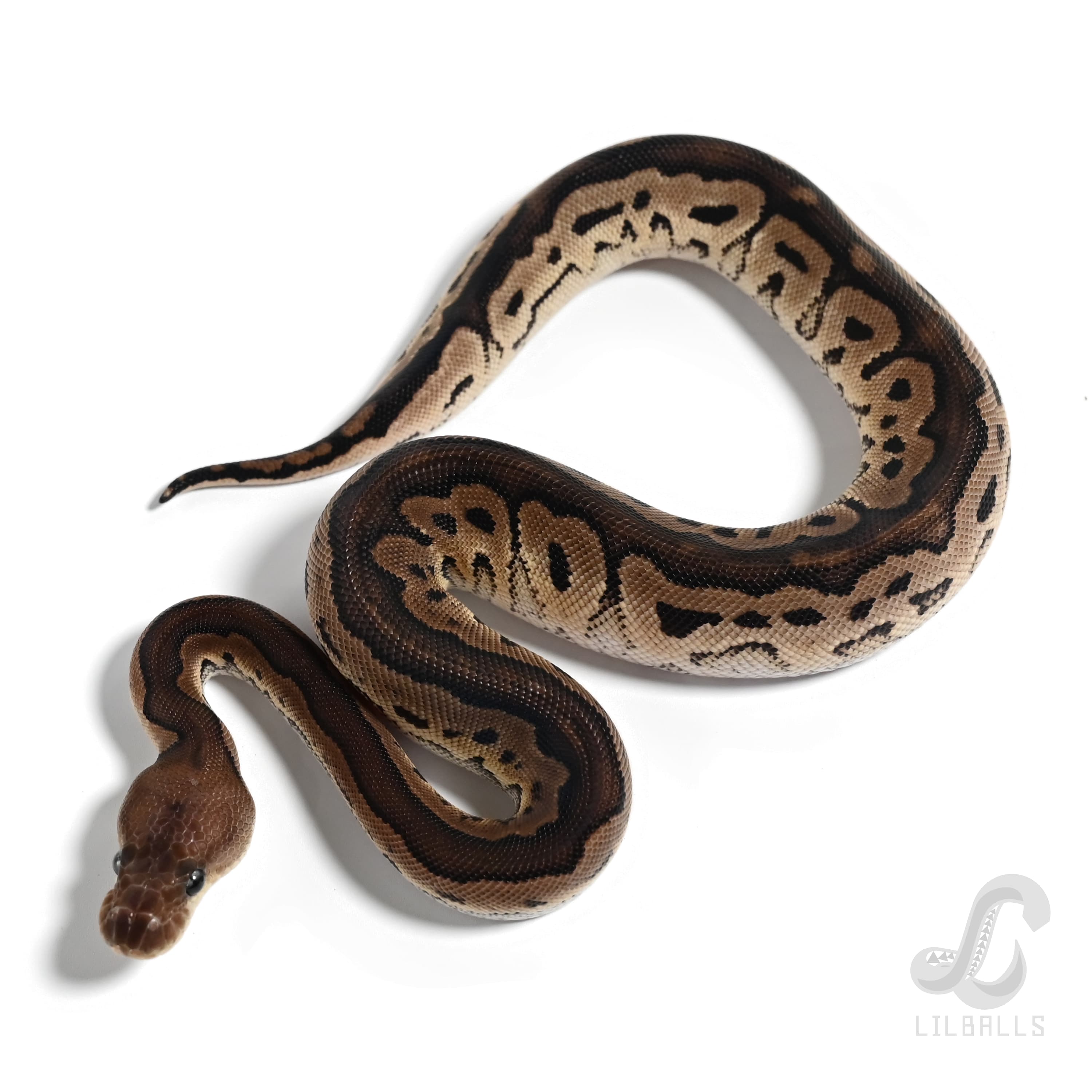 シナモン クラウン 66% Het ハイポ