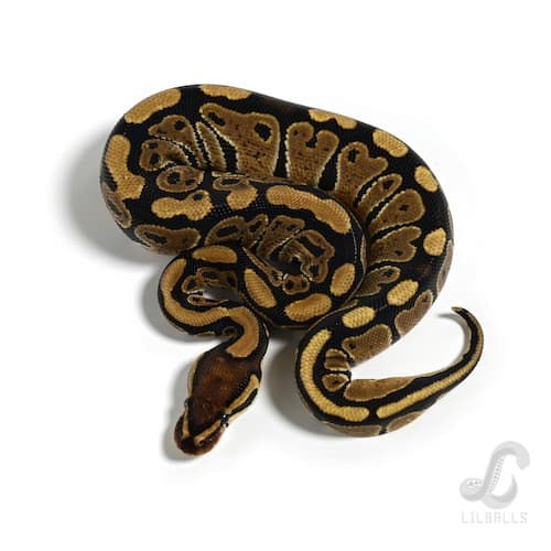 Het クラウン 66% Het ハイポ