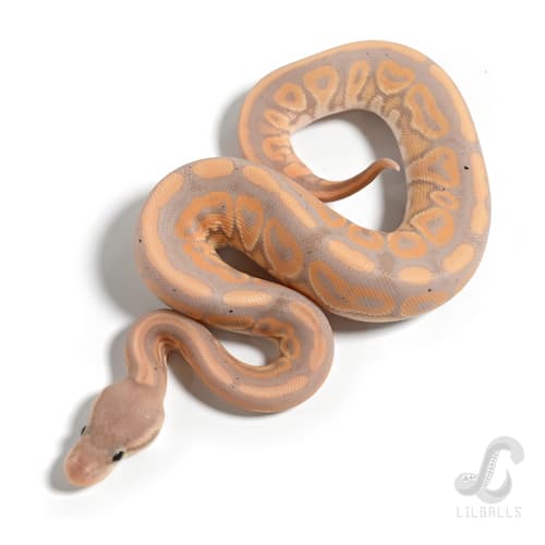 バナナ シナモン Het クラウン 66% Het ハイポ