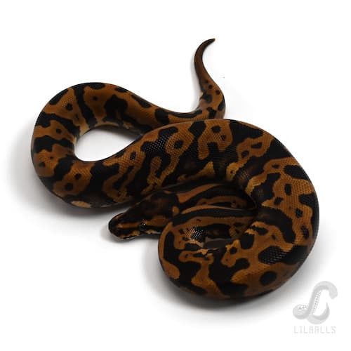 コンフュージョン レオパード Het ラベンダー