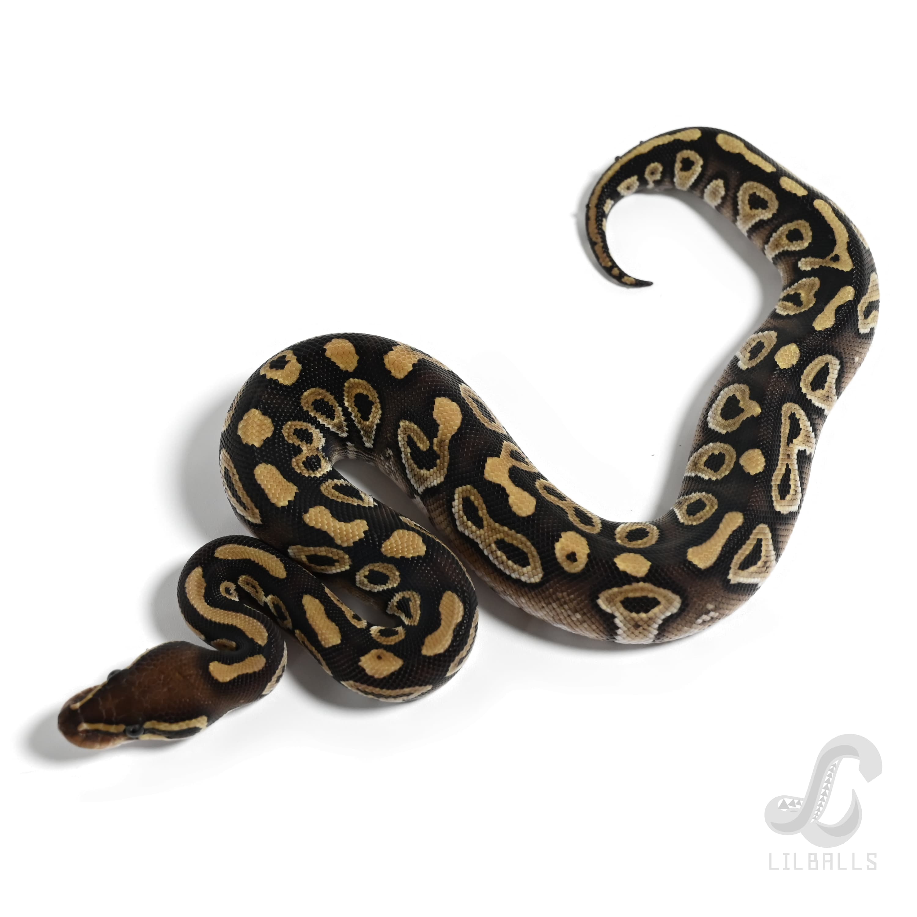 モハベ 66% Het モンスーン