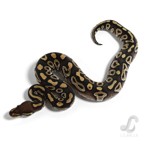 モハベ 66% Het モンスーン