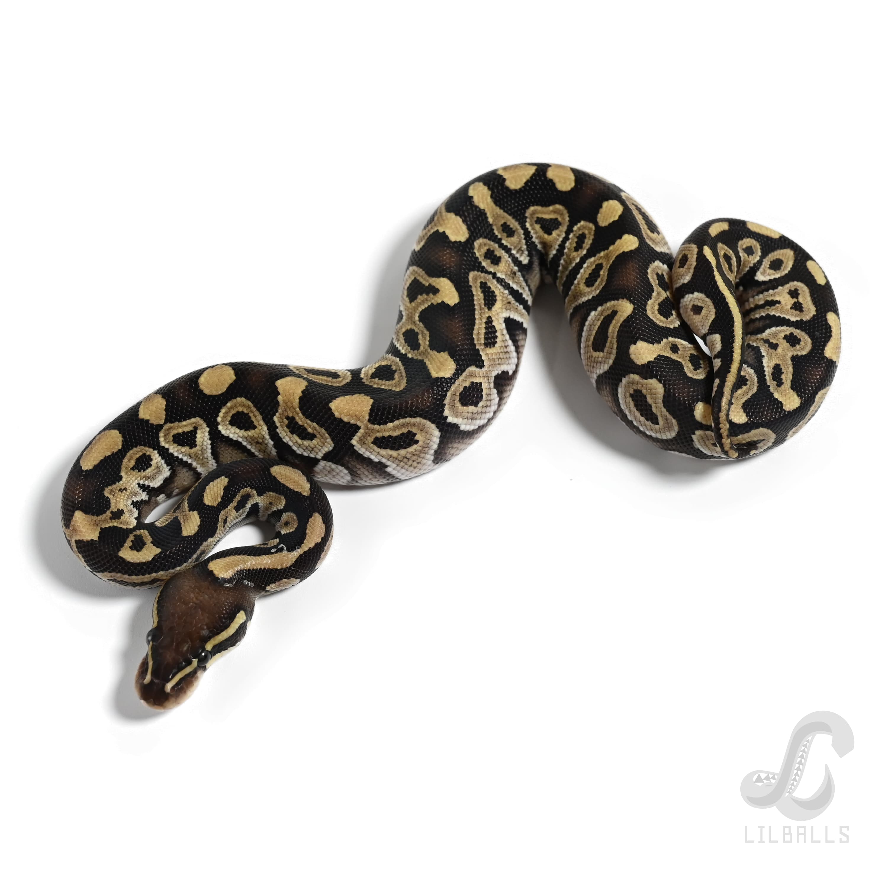 モハベ 66% Het モンスーン