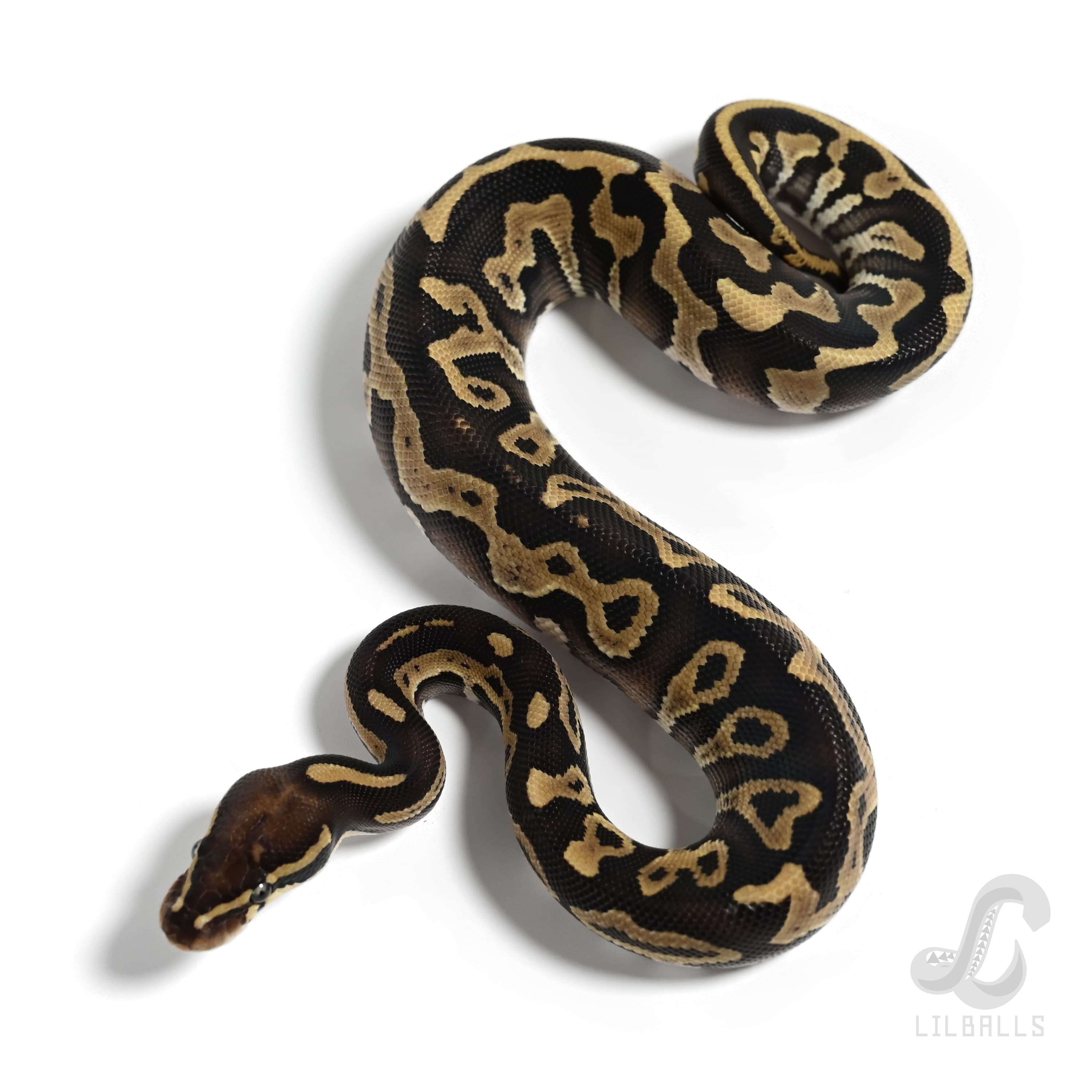 モハベ レオパード 66% Het モンスーン