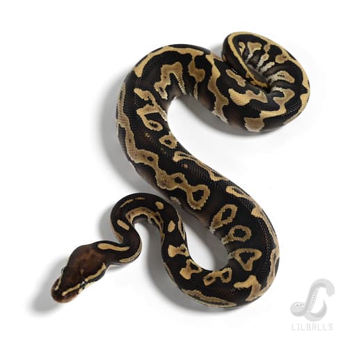 モハベ レオパード 66% Het モンスーン