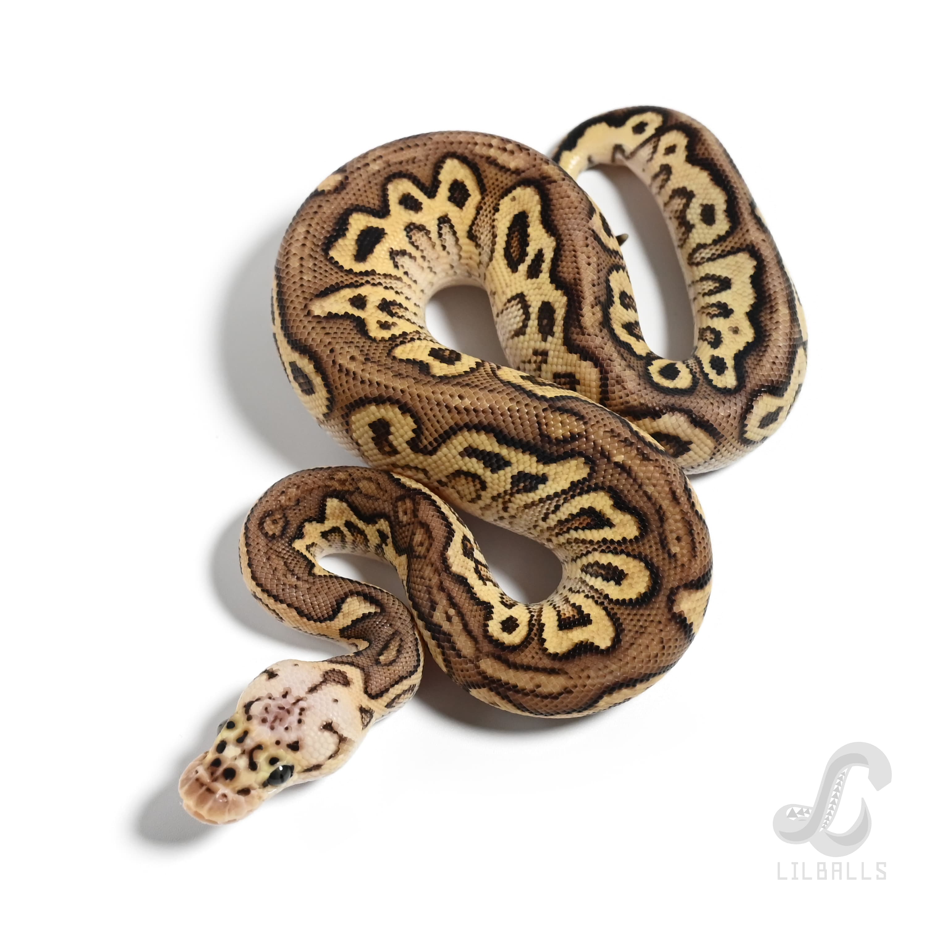 パステル スポットノーズ ストレンジャー クラウン