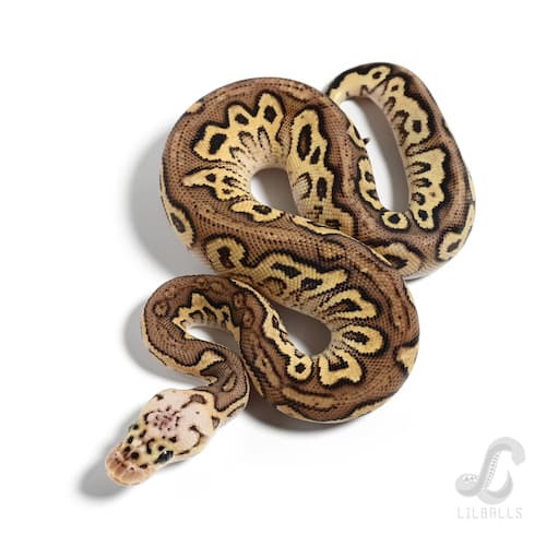 パステル スポットノーズ ストレンジャー クラウン