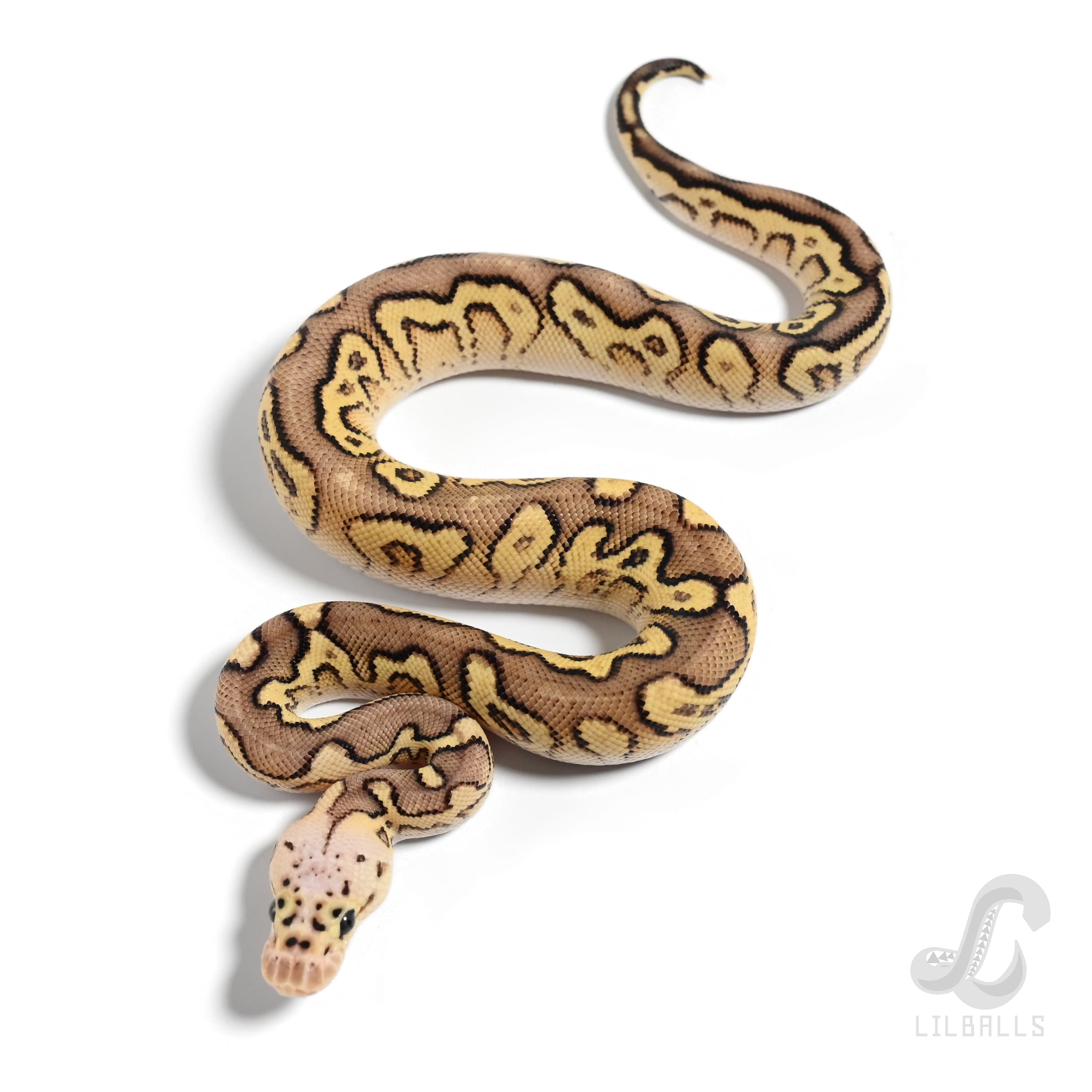 スーパーパステル ストレンジャー クラウン