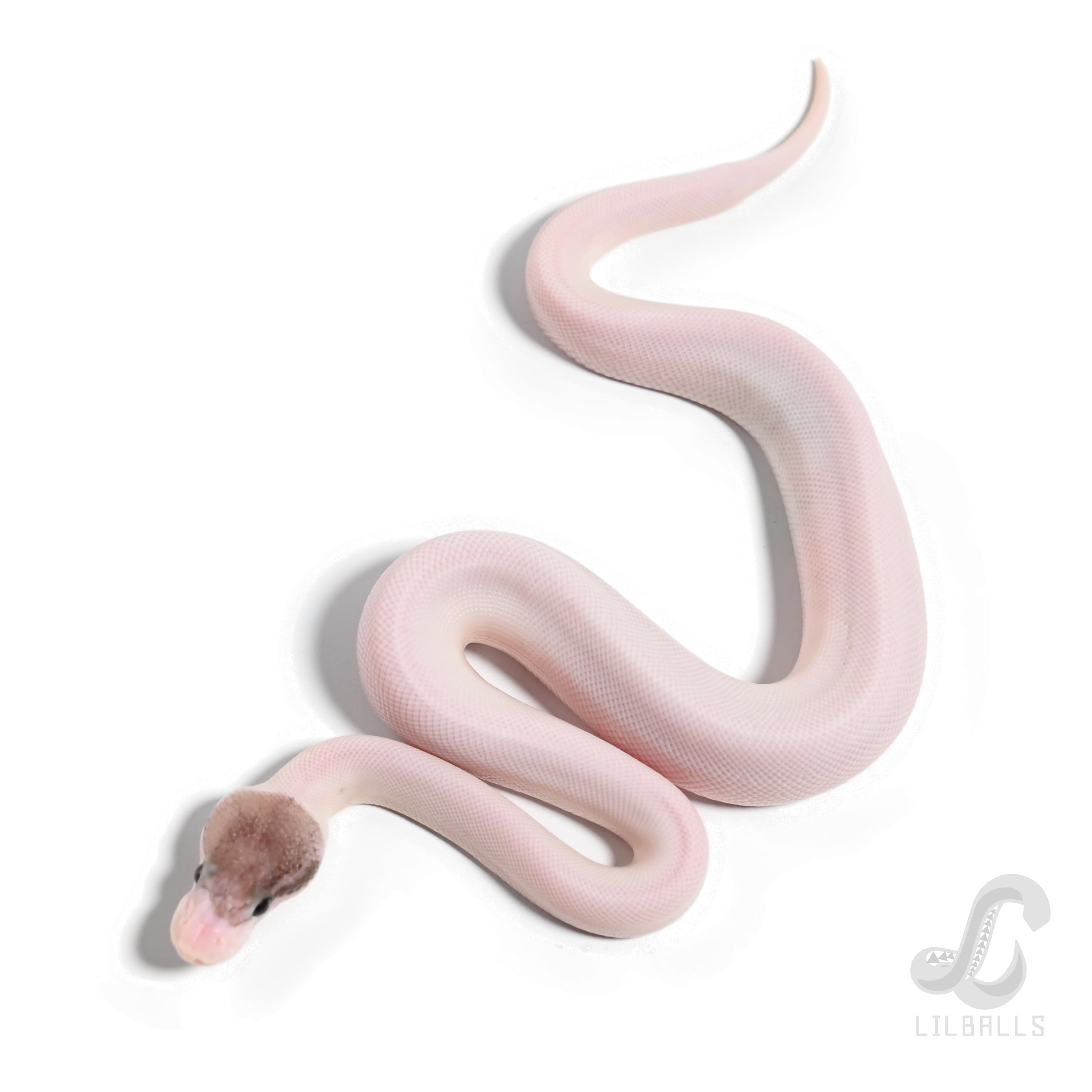 シナモン マホガニー Het パイ + アルファ