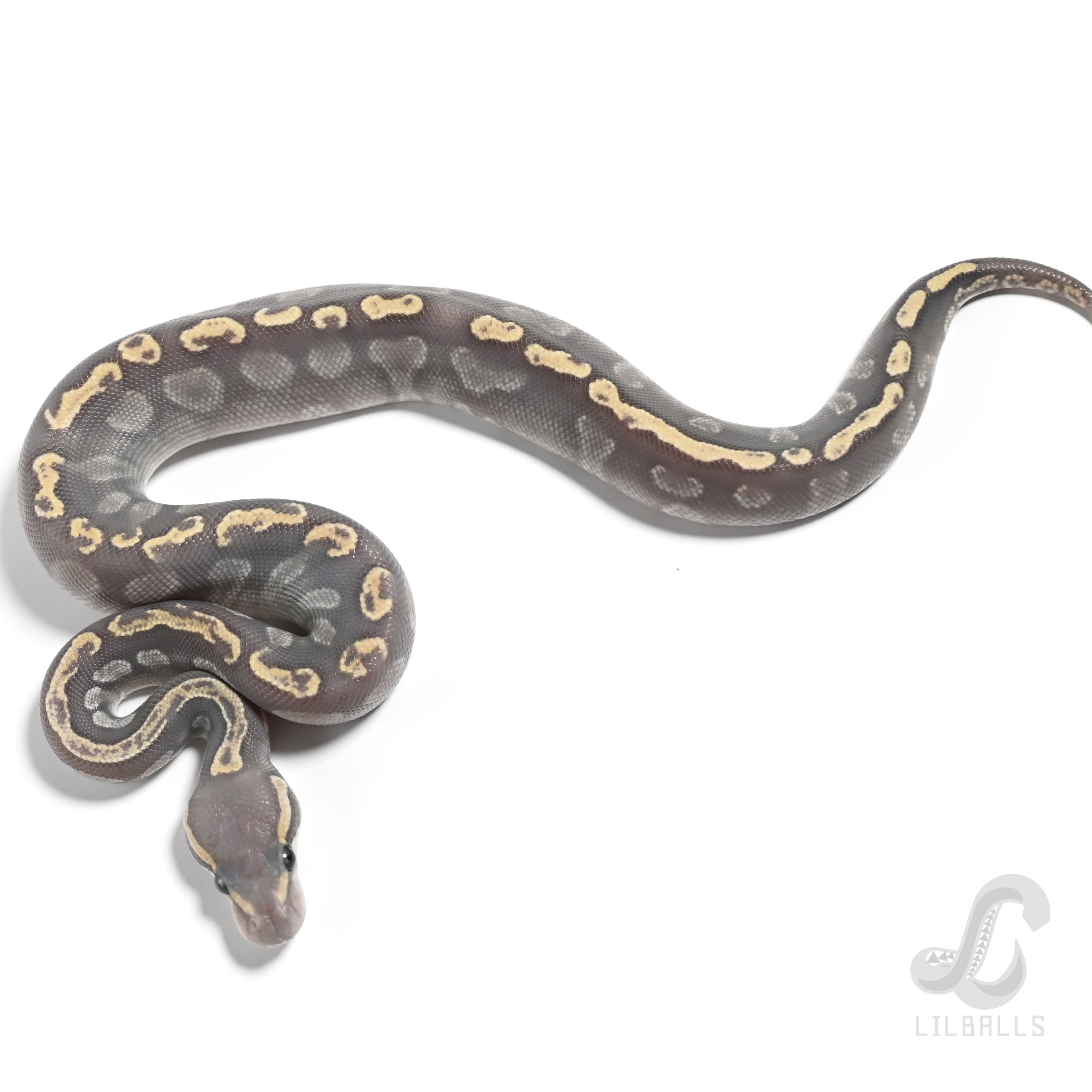 GHI モハベ ゴースト