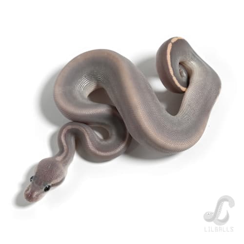 GHI モハベ ブラックパステル Poss オレンジドリーム ゴースト