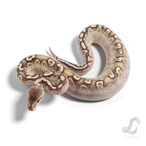 ブラックパステル バンブー ハリケーン Het クラウン